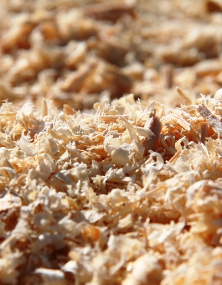 Wood shavings